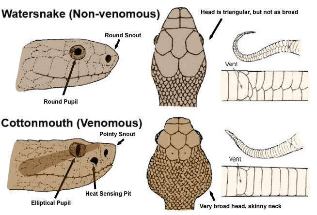 How To Tell If A Snake Is Poisonous Or Not Identify Non Venomous Vs