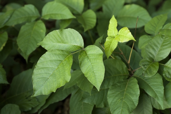 Poison Ivy (Toxicodendron Radicans)